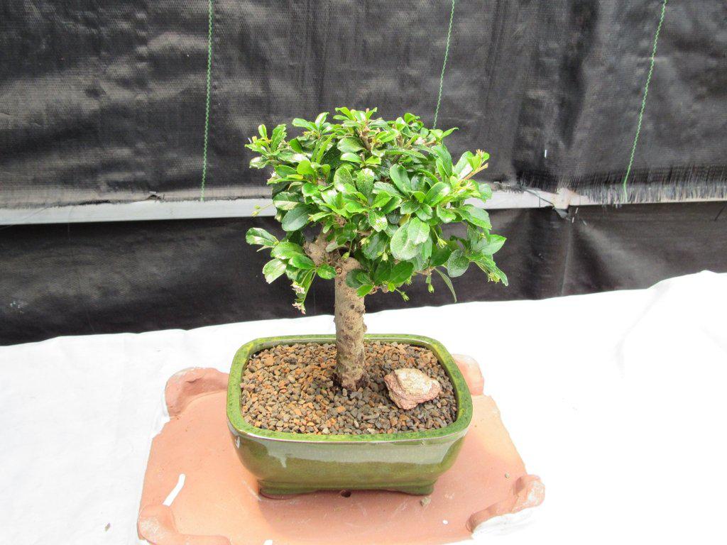 Fukien Tea Bonsai Tree - Aged Upright Style