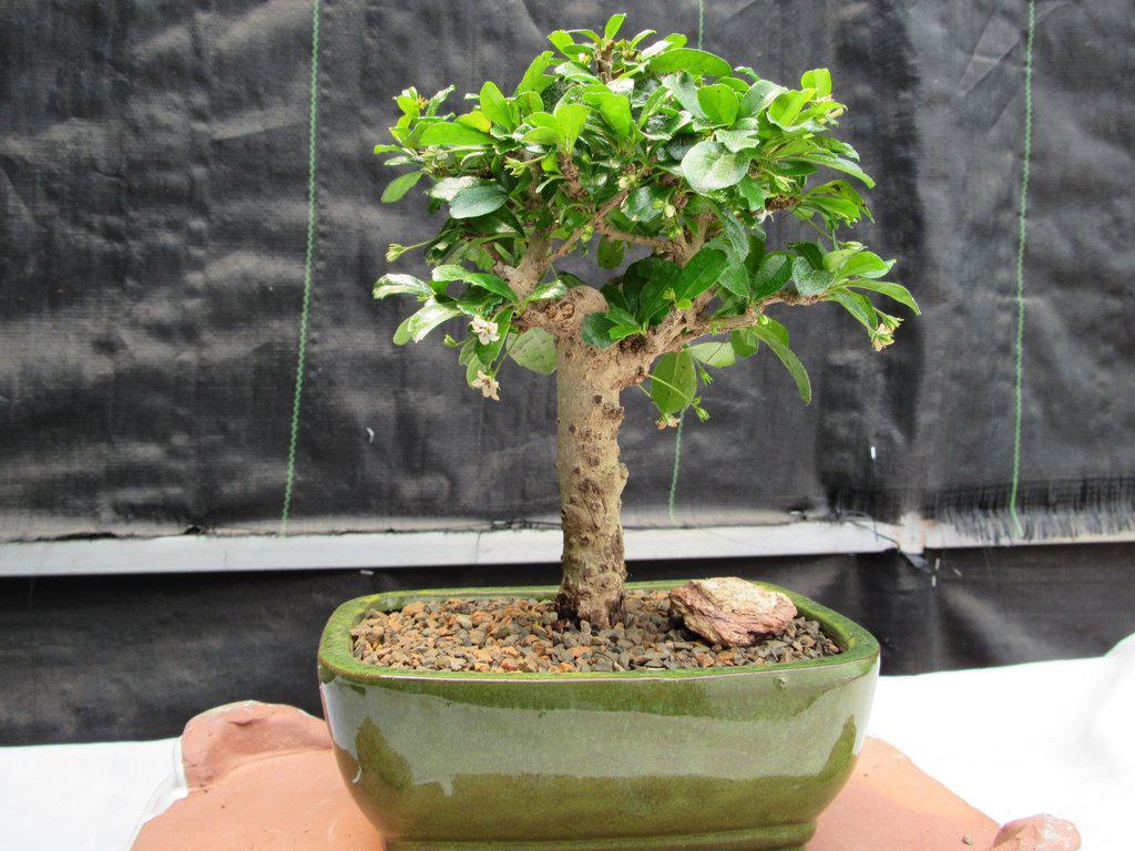 Fukien Tea Bonsai Tree - Aged Upright Style