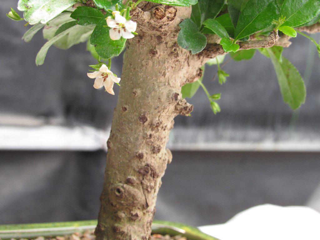 Fukien Tea Bonsai Tree - Aged Upright Style