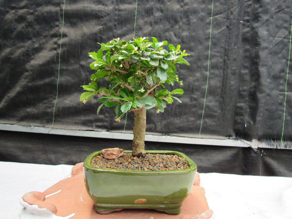Fukien Tea Bonsai Tree - Aged Upright Style