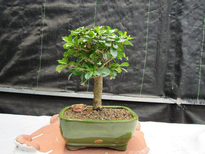 Fukien Tea Bonsai Tree - Aged Upright Style