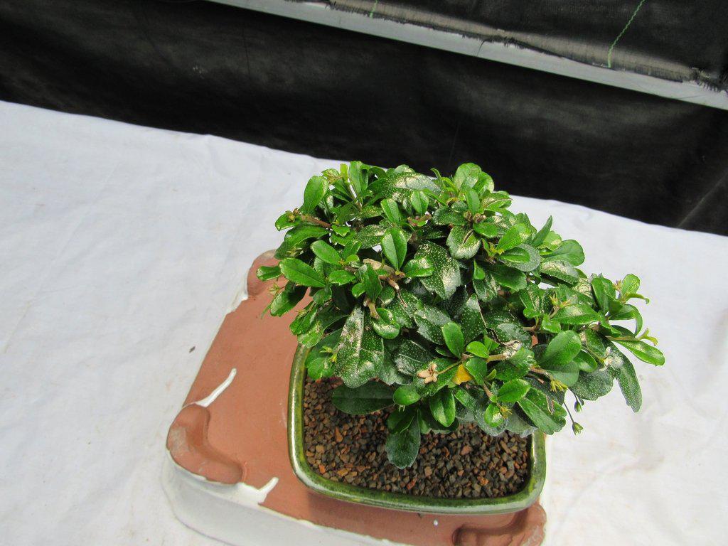 Fukien Tea Bonsai Tree - Aged Upright Style