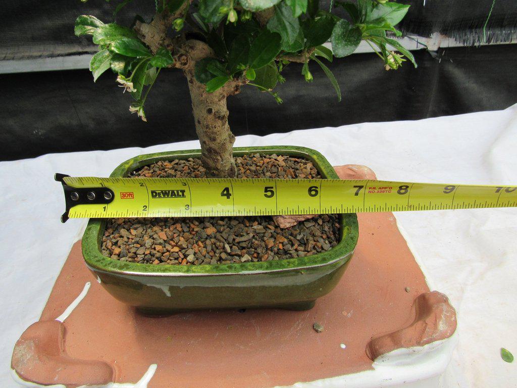 Fukien Tea Bonsai Tree - Aged Upright Style