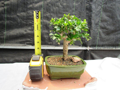 Fukien Tea Bonsai Tree - Aged Upright Style