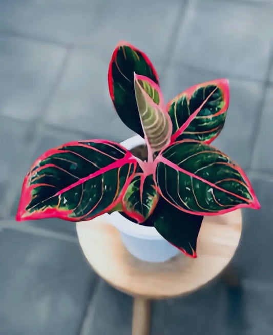 Aglaonema ‘Khanza’ – Rare Beauty in a 5” Pot