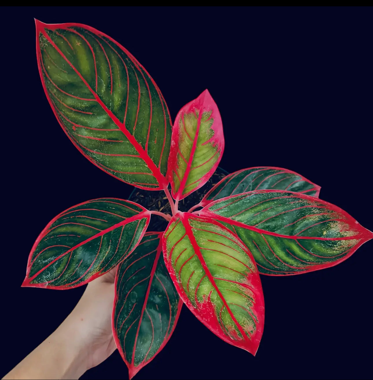 Aglaonema ‘Khanza’ – Rare Beauty in a 5” Pot