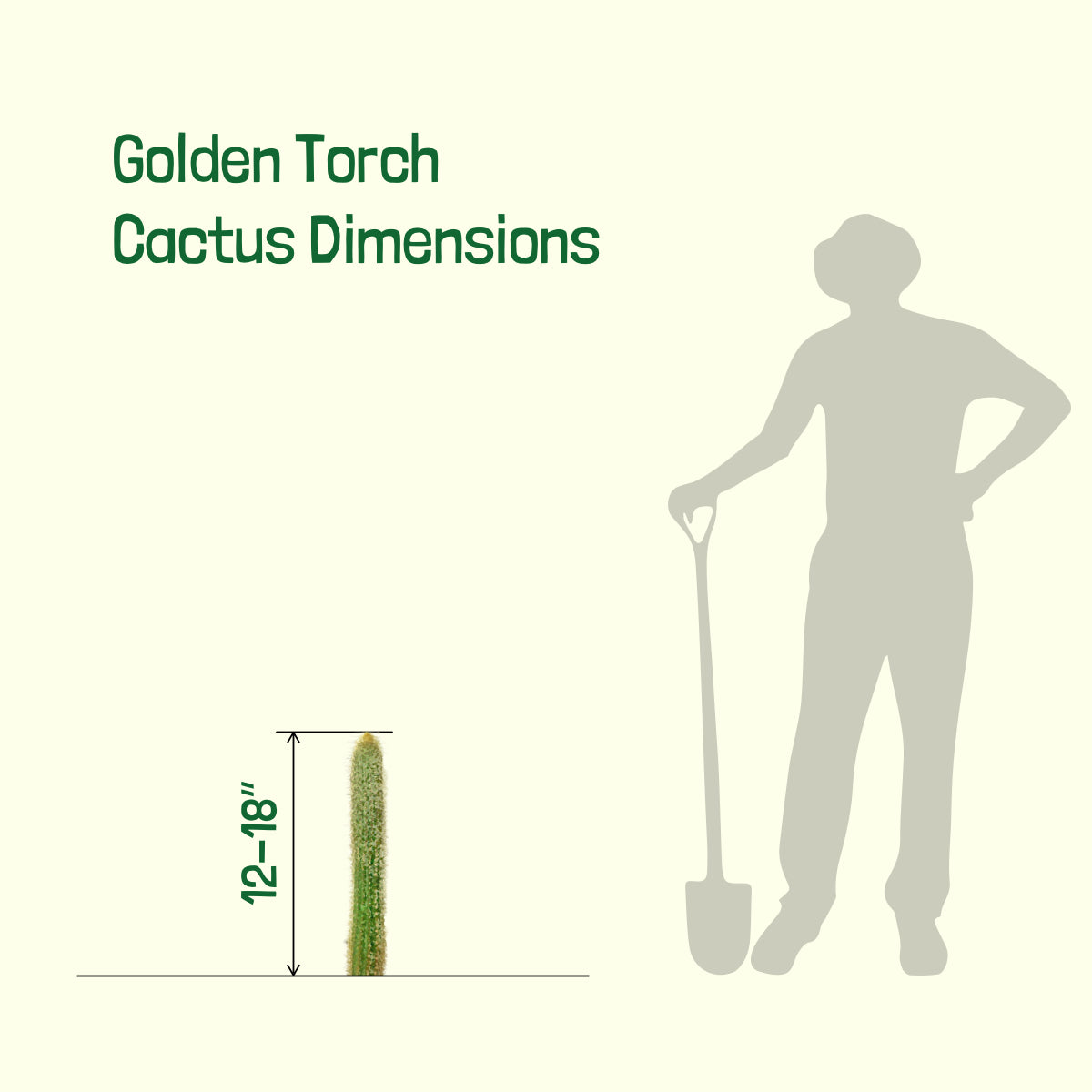 Golden Torch Cactus