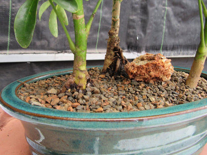 Hawaiian Umbrella Bonsai Tree Forest (3 Trees)