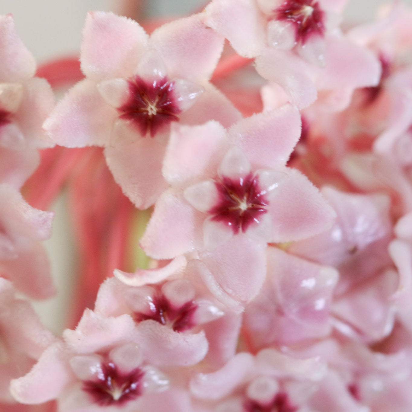 Hoya Krimson Queen Pink Plant