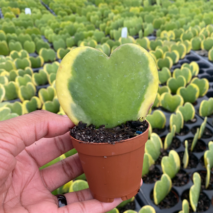 Hoya Kerrii 'Heart' Variegated