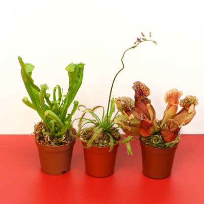 Trio of Terror Carnivorous Plant Bundle