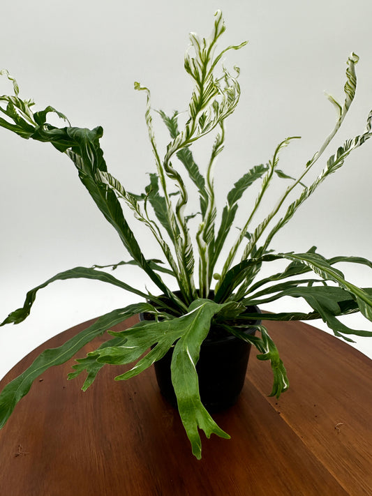 Fern Bird's Nest Variegated