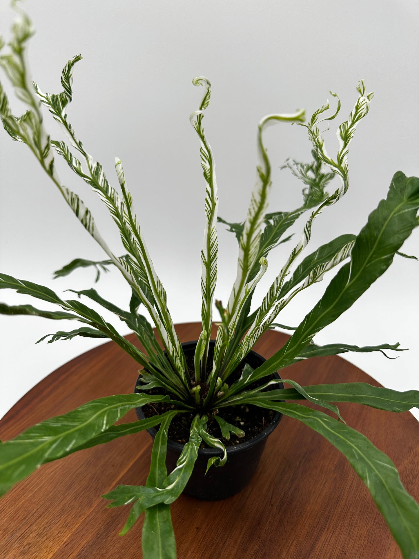 Fern Bird's Nest Variegated