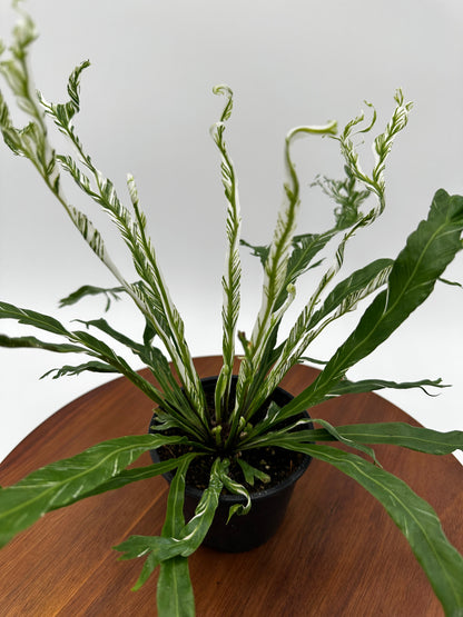 Fern Bird's Nest Variegated