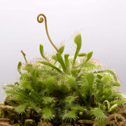 Pink Sundew Drosera capillaris Carnivorous Plant