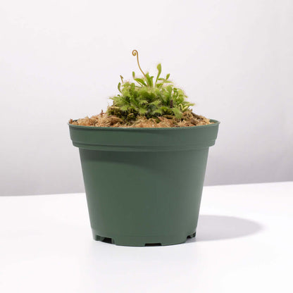 Pink Sundew Drosera capillaris Carnivorous Plant