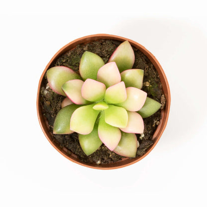 Aurora Rainbow Sand Rose Succulent