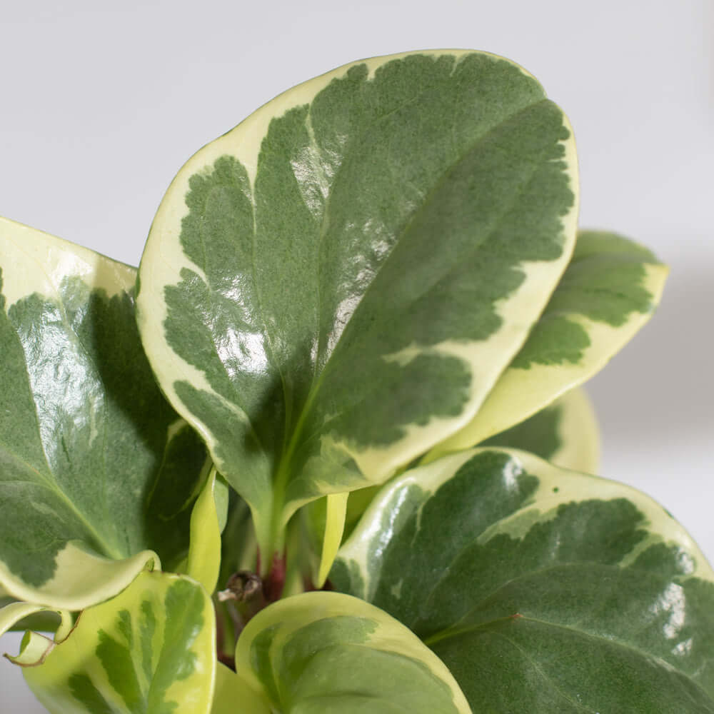 Peperomia Marble Variegated Baby Rubber Plant