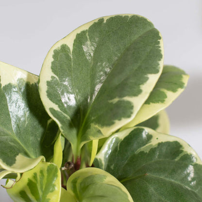 Peperomia Marble Variegated Baby Rubber Plant