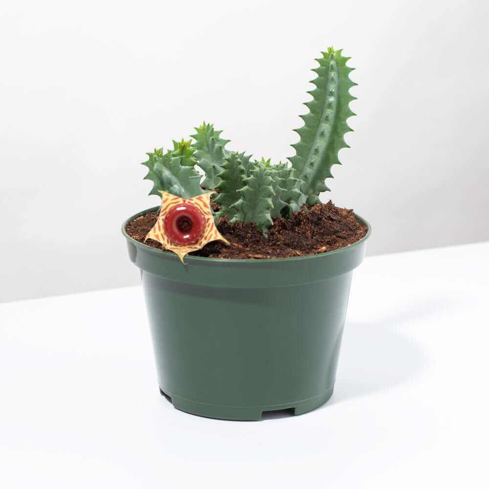 Life Saver Plant Starfish Cactus