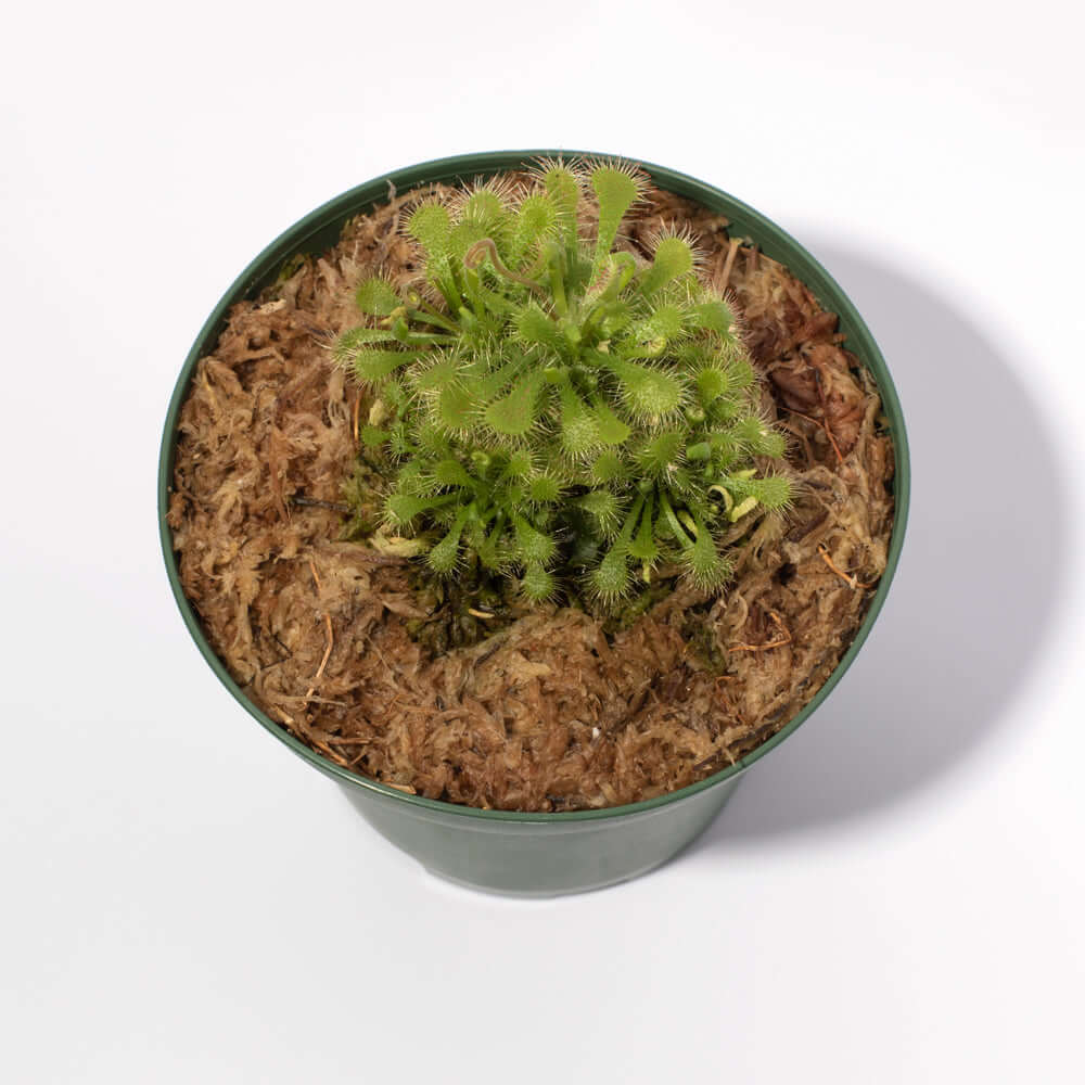 Pink Sundew Drosera capillaris Carnivorous Plant