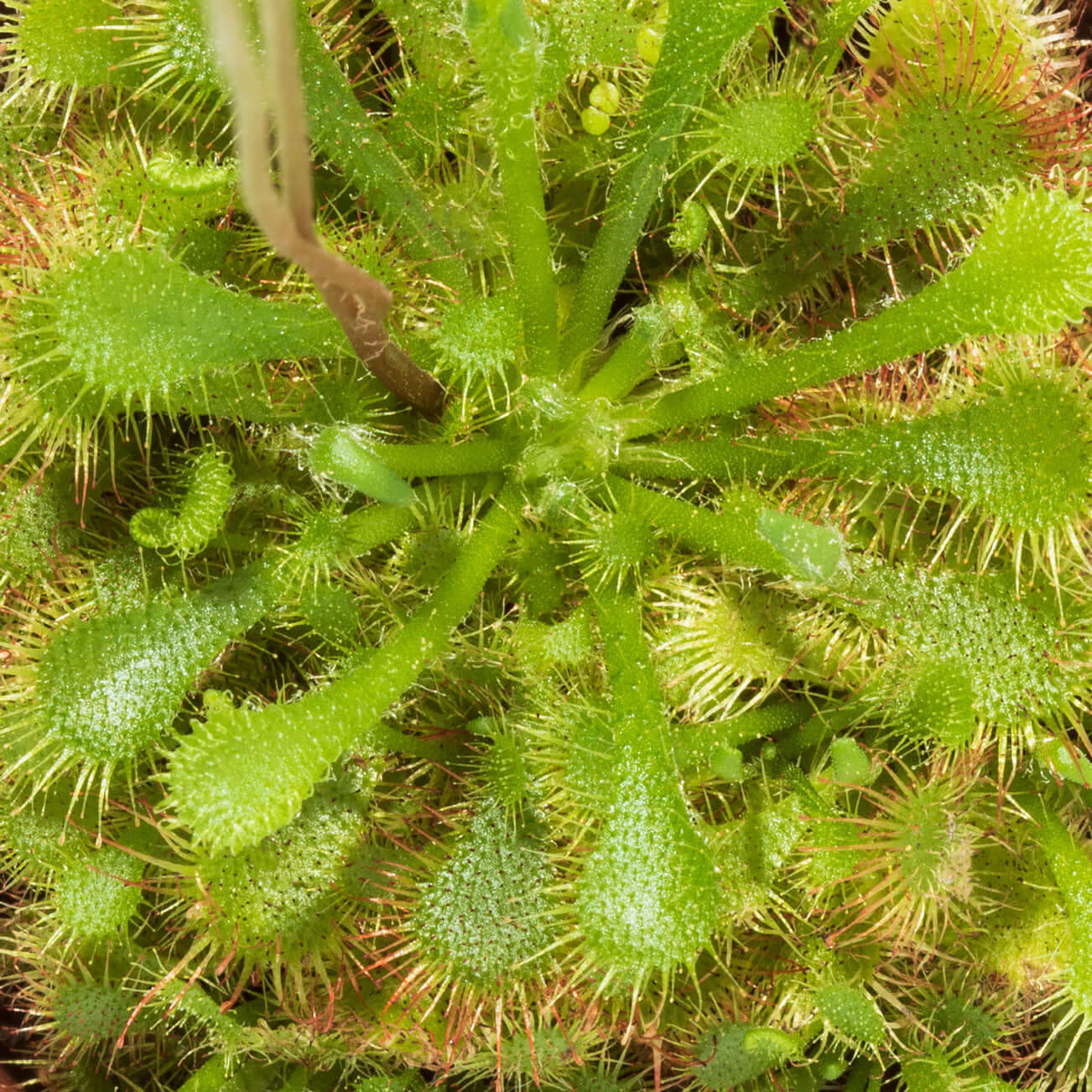 Pink Sundew Drosera capillaris Carnivorous Plant