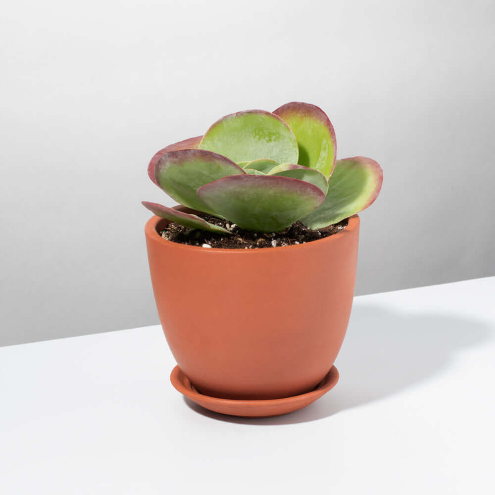 Flapjacks Paddle Plant Succulent