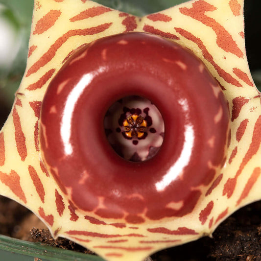 Life Saver Plant Starfish Cactus