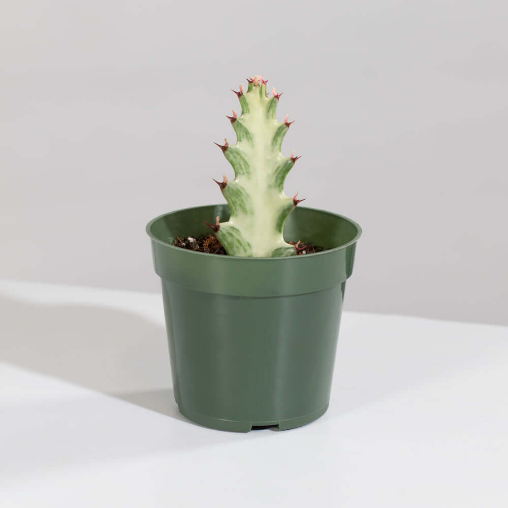 White Ghost Albo Succulent Plant