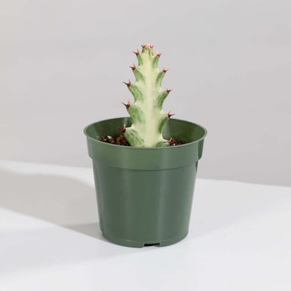 White Ghost Albo Succulent Plant