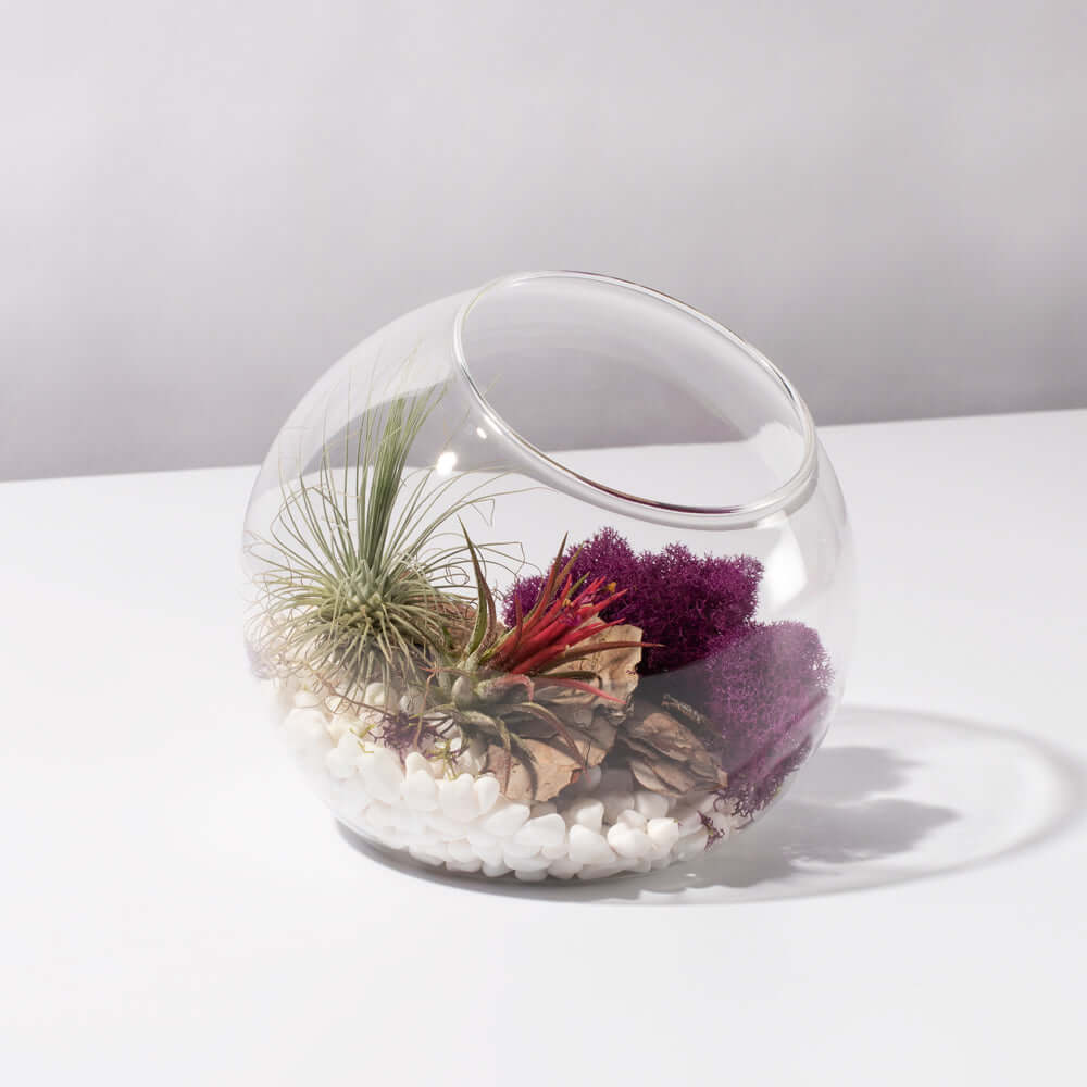 Air Plant Terrarium Kit