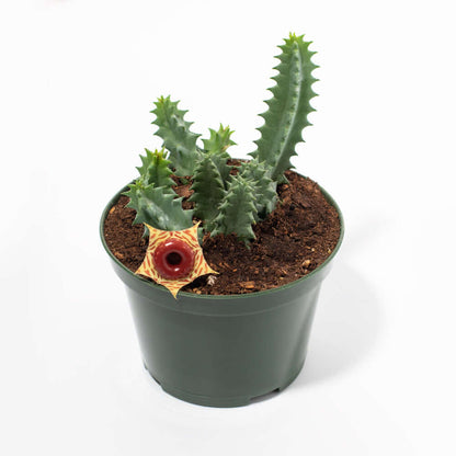 Life Saver Plant Starfish Cactus