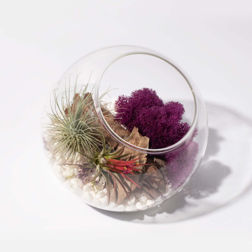 Air Plant Terrarium Kit