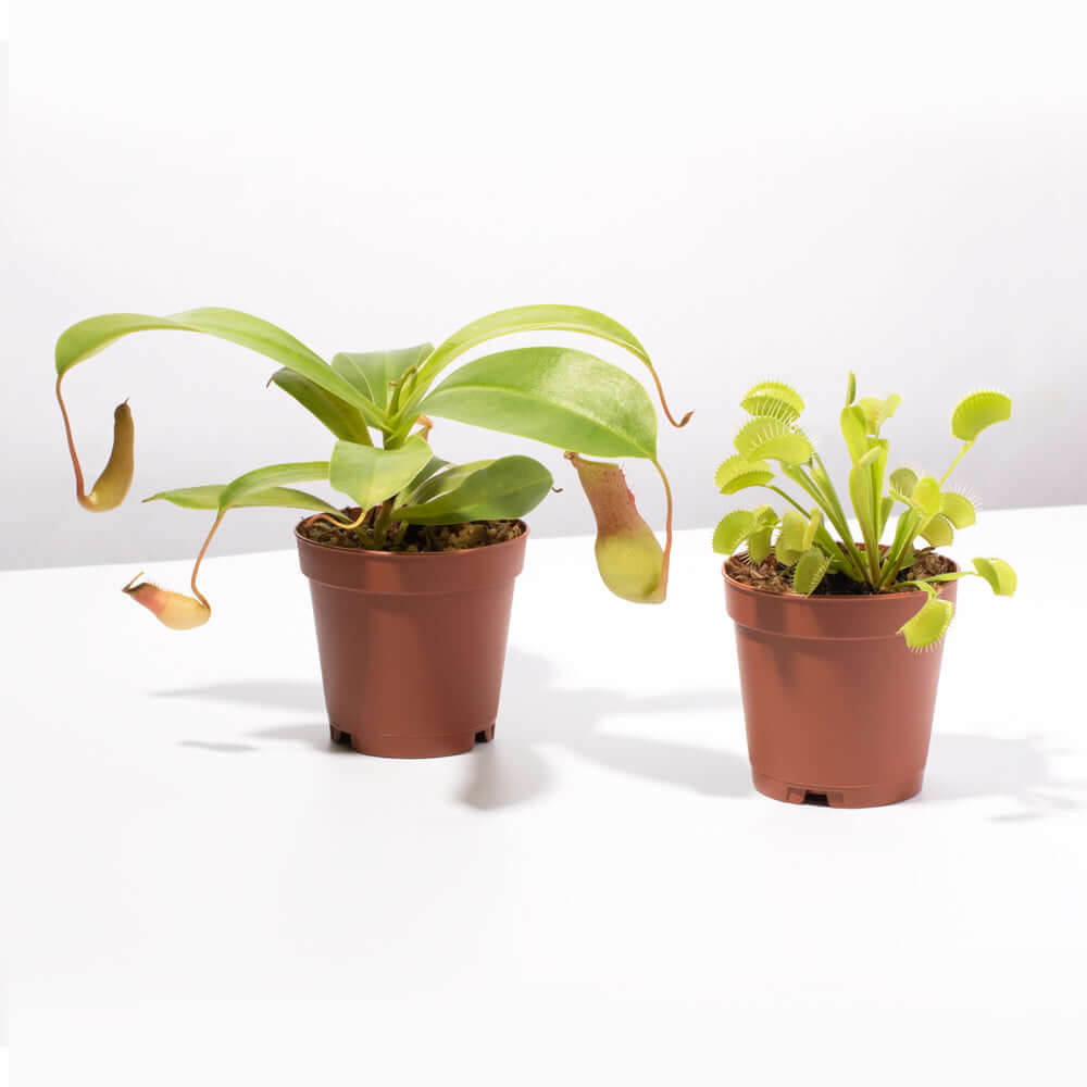 Trap Stars Duo Carnivorous Plant Bundle