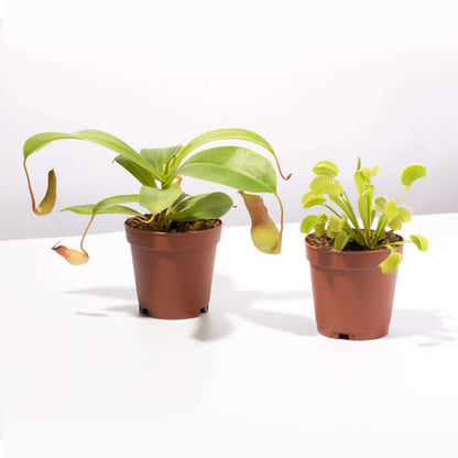 Trap Stars Duo Carnivorous Plant Bundle