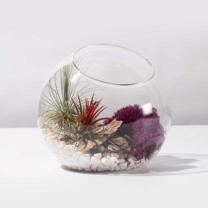 Air Plant Terrarium Kit
