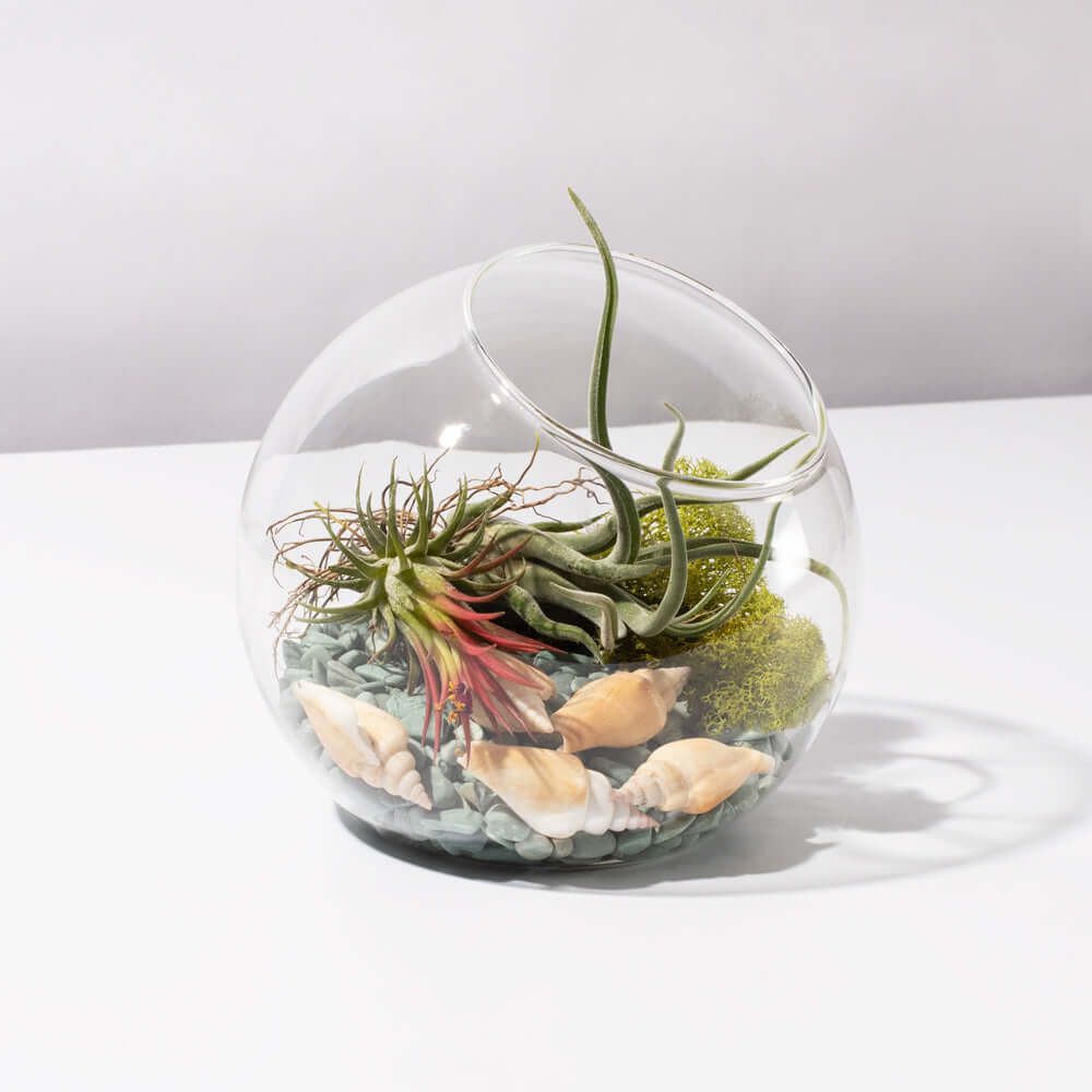 Air Plant Terrarium Kit