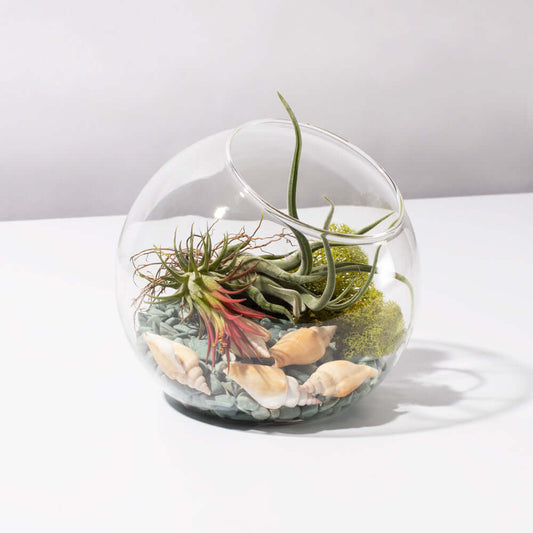 Air Plant Terrarium Kit