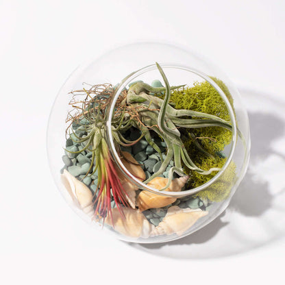 Air Plant Terrarium Kit