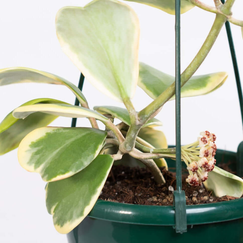 Hoya Kerrii 'Heart' Variegated