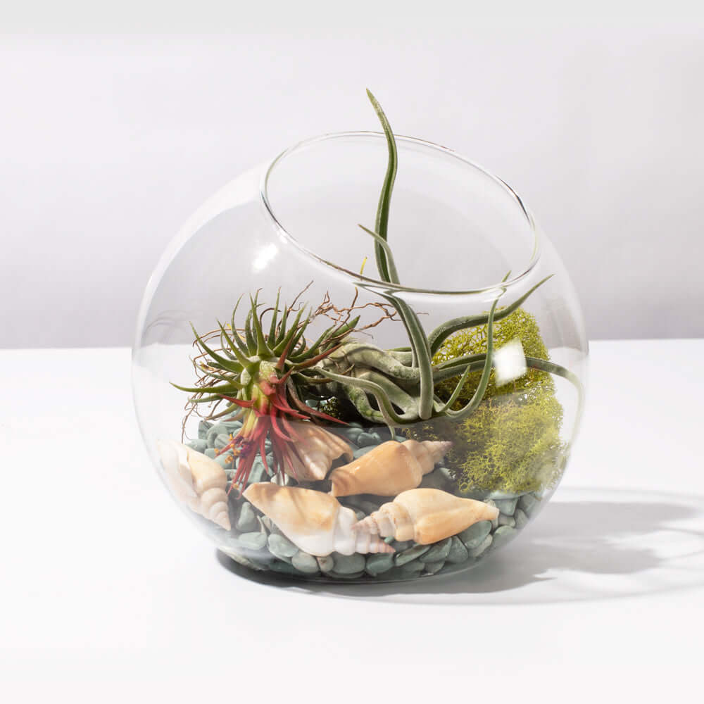 Air Plant Terrarium Kit