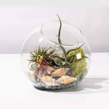 Air Plant Terrarium Kit