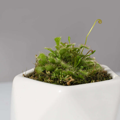 Pink Sundew Drosera capillaris Carnivorous Plant