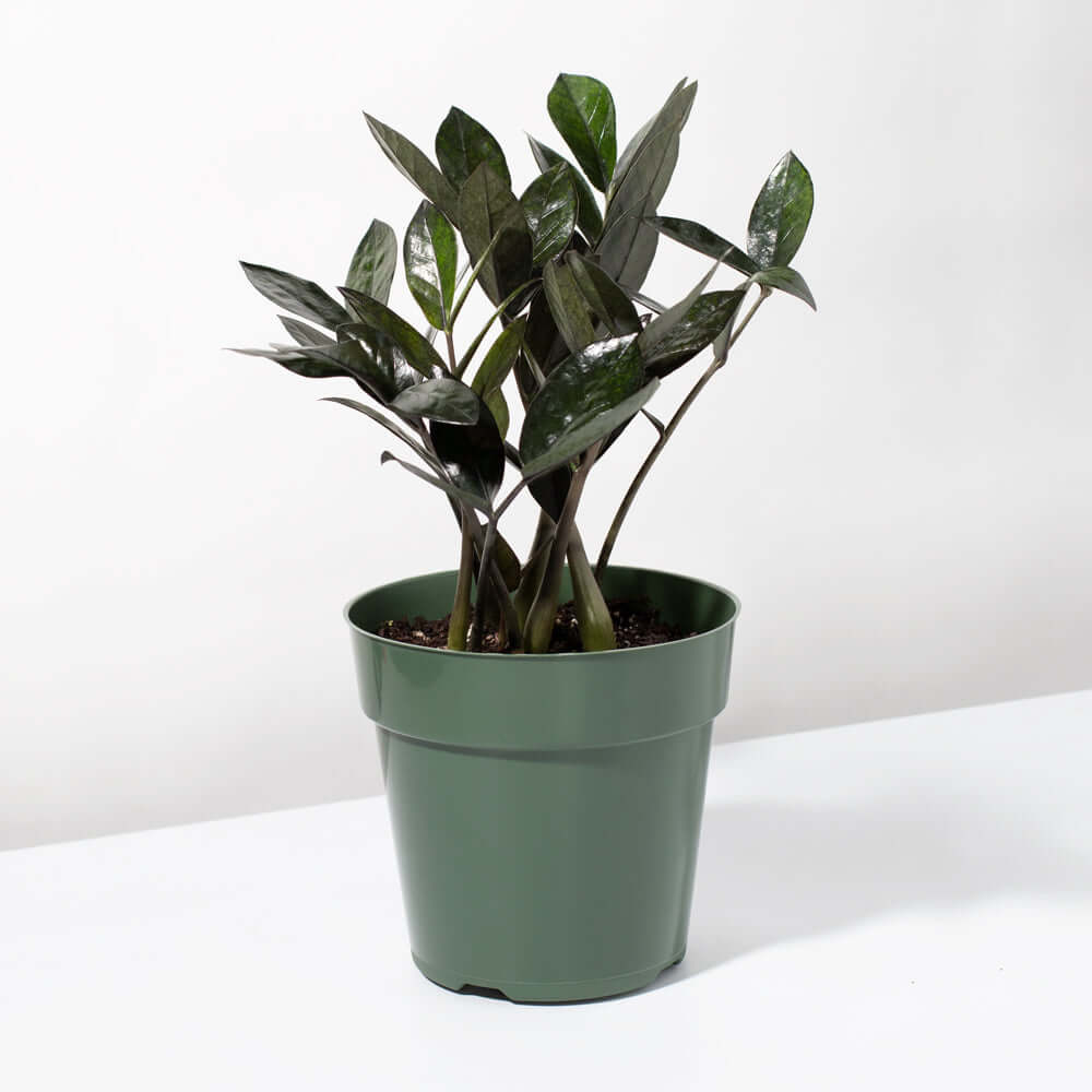 Black ZZ Raven Houseplant