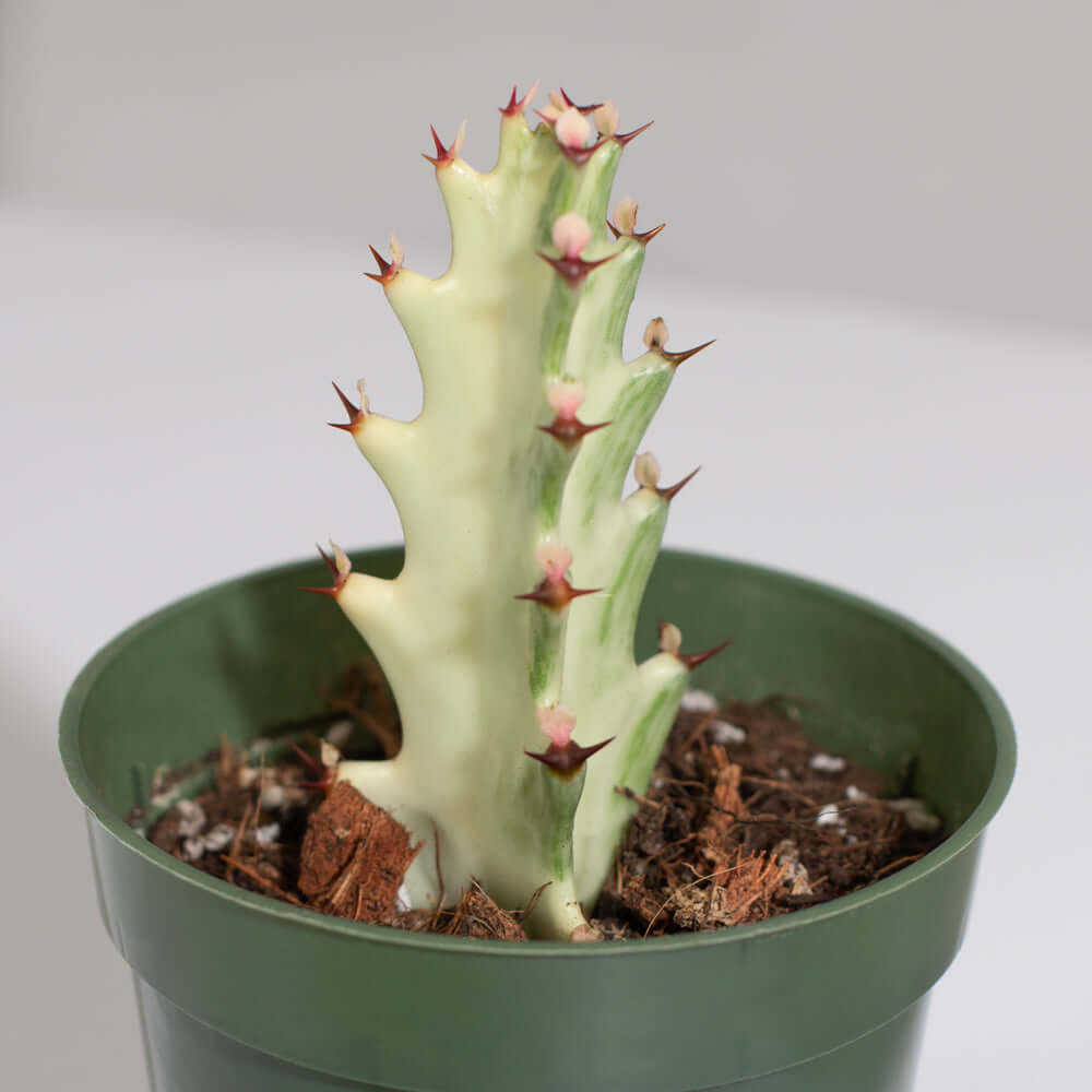 White Ghost Albo Succulent Plant