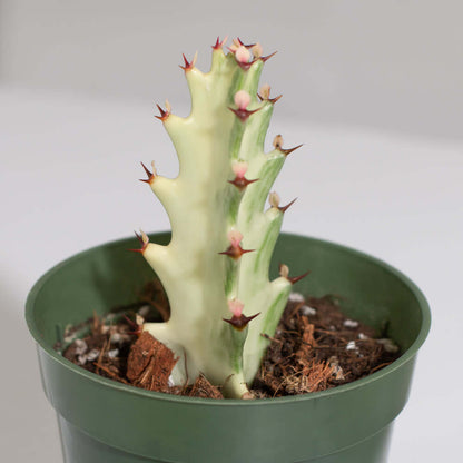 White Ghost Albo Succulent Plant