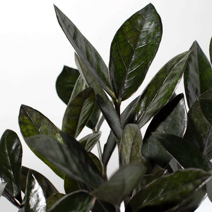 Black ZZ Raven Houseplant