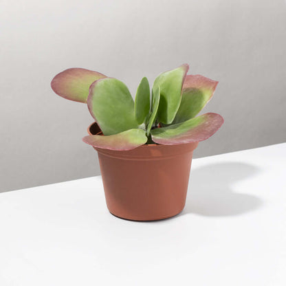 Flapjacks Paddle Plant Succulent