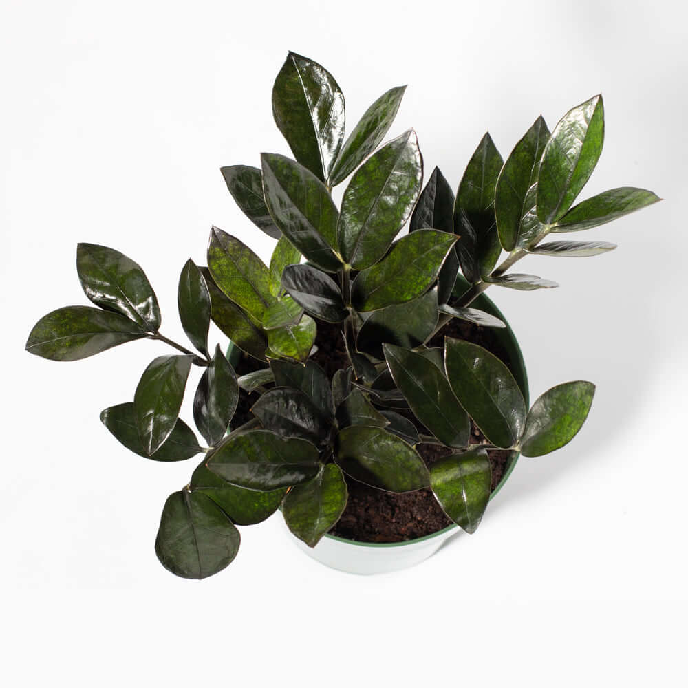 Black ZZ Raven Houseplant