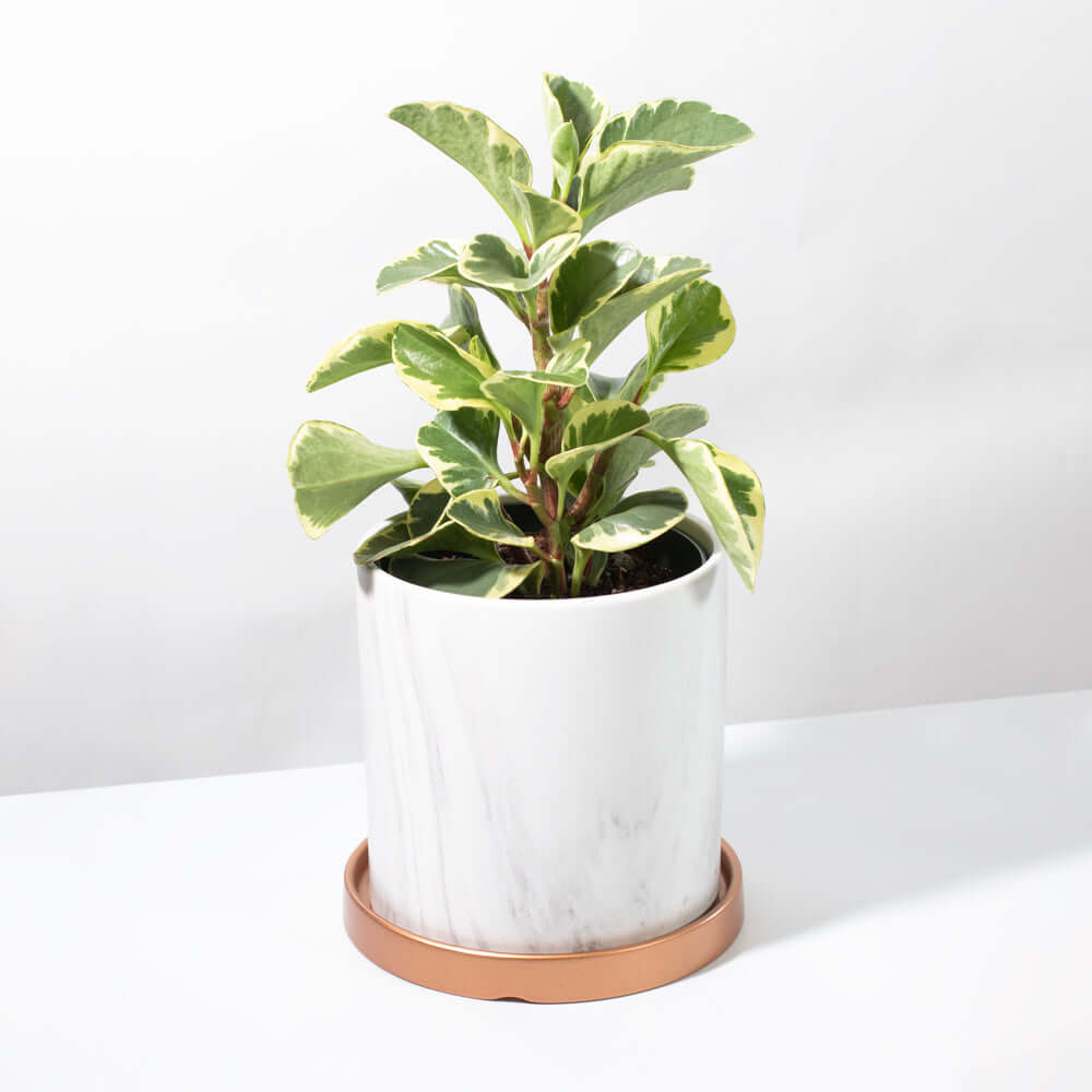 Peperomia Marble Variegated Baby Rubber Plant